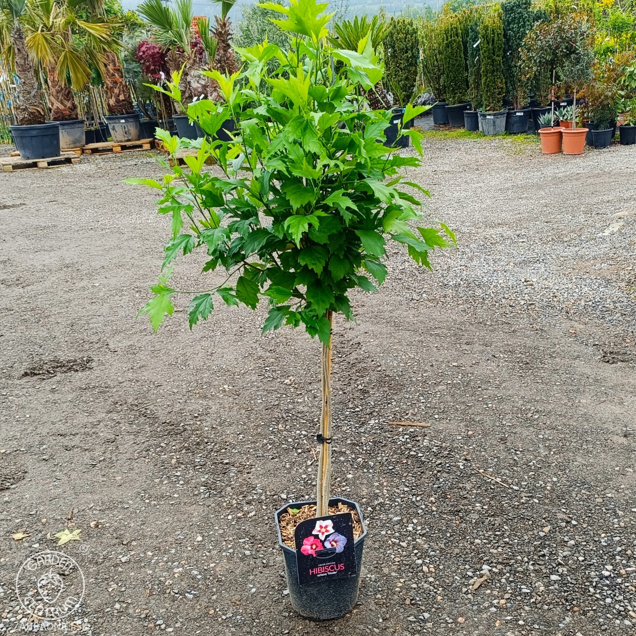 Obrázok Ibištek sýrsky (Hibiscus syriacus) ´TRICOLOR´ – výška 100-120 cm, kont. C5L - NA KMIENKU